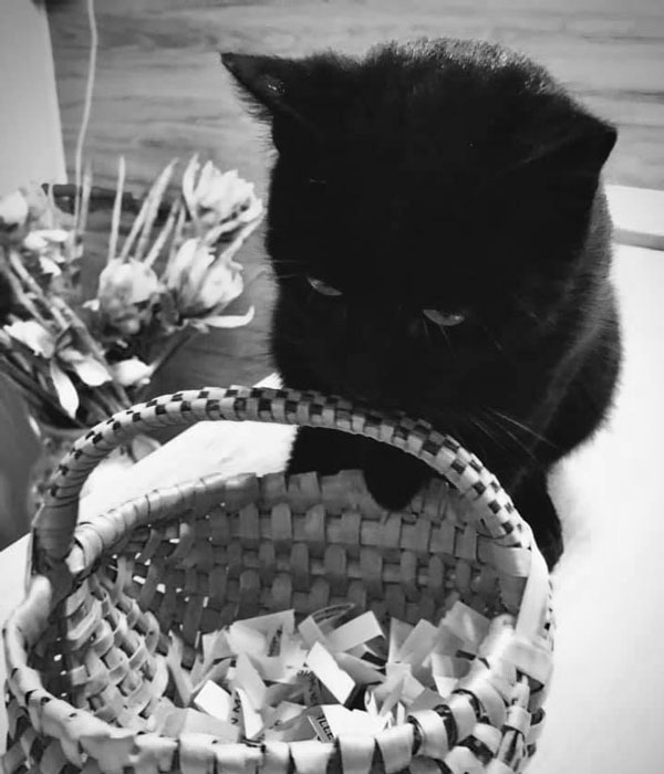 Chaton de la Ferme de la Talboisère avec un panier