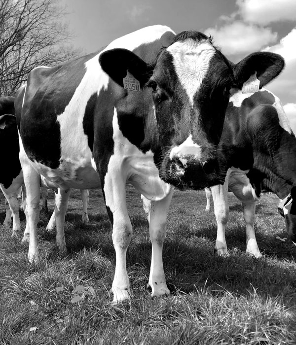 Photo d'une vache de la Ferme de la Talboisière en Normandie