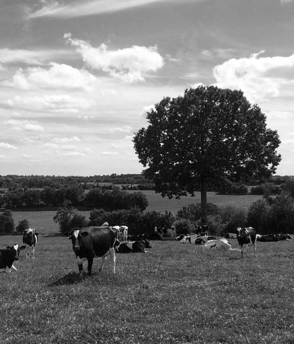 Photo en noir et Blanc d'un champs de la Ferme de la Talboisière en Normandie